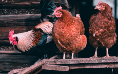 Les différentes types de moulées pour poules