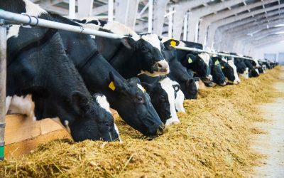 Comment s’adapter au marché : les ingrédients