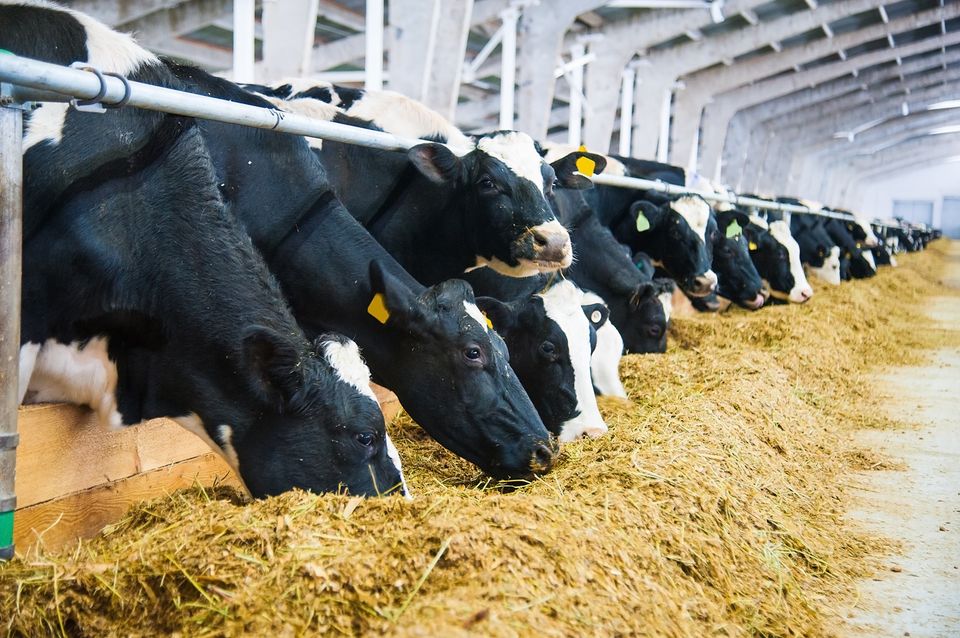 Comment s’adapter au marché : les ingrédients