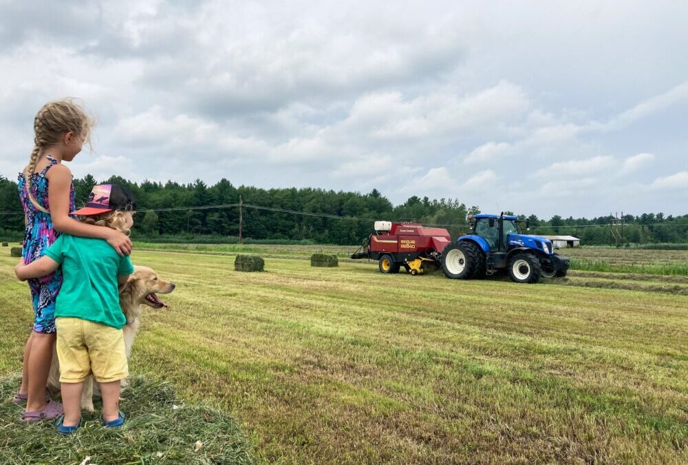 Un poulailler stimulant pour vos poulettes!