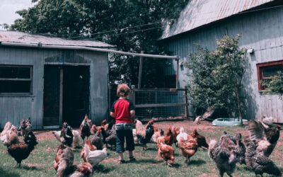 6 bonnes raisons d’avoir des poules chez soi